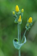 Blackstonia perfoliata